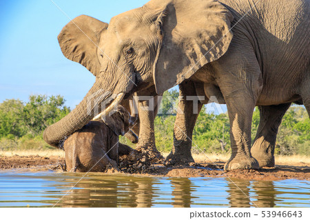 非洲大象 53946643