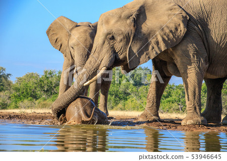 非洲大象 53946645