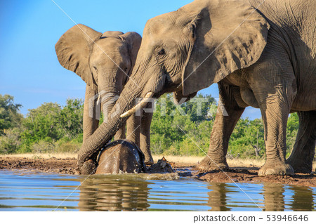 非洲大象 53946646