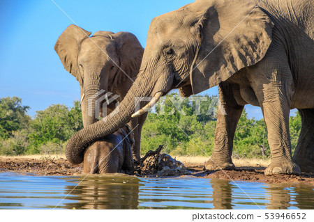 非洲大象 53946652