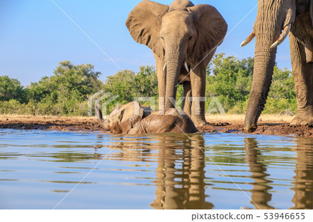 非洲大象 53946655