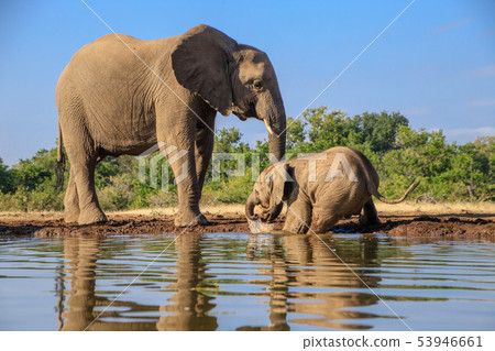 非洲大象 53946661