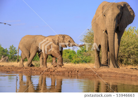 非洲大象 53946663