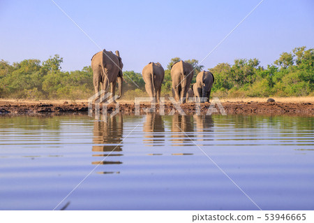 非洲大象 53946665