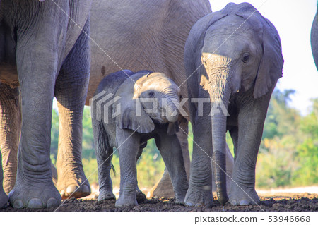 非洲大象 53946668