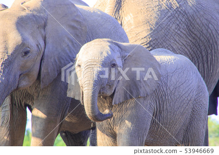 非洲大象 53946669