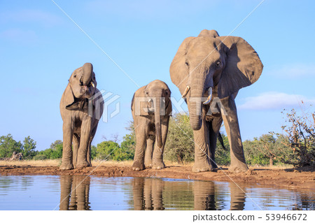 非洲大象 53946672