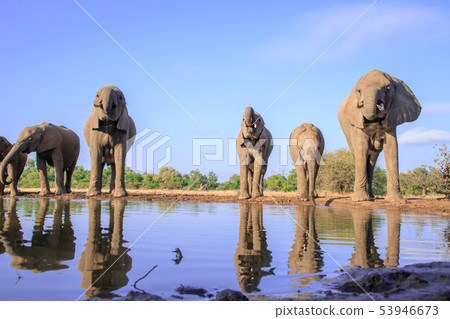 非洲大象 53946673
