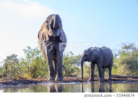 非洲大象 53946674