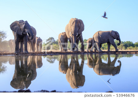 非洲大象 53946676