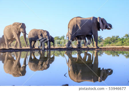 非洲大象 53946677