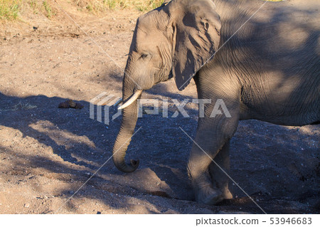 African elephant African elephant 53946683