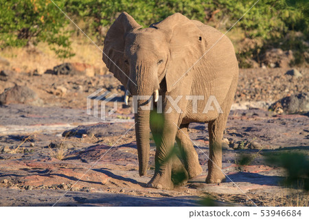 African elephant African elephant 53946684