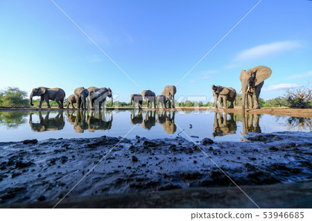 非洲大象 53946685