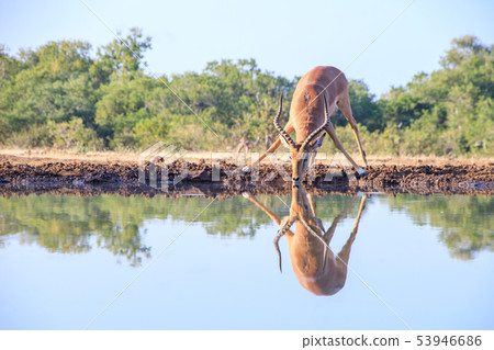 噴水池的黑斑羚 53946686