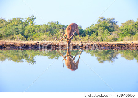 噴水池的黑斑羚 噴水池的黑斑羚 53946690