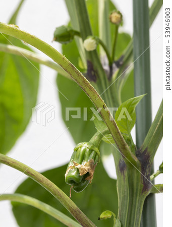 Bell pepper fruit Bell pepper fruit 53946903