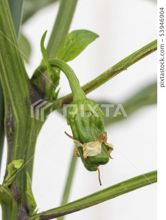 Bell pepper fruit Bell pepper fruit 53946904