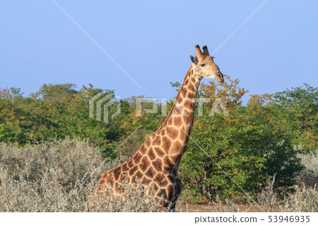Giraffe Giraffe 53946935