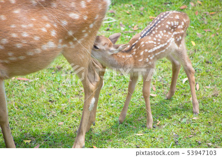 Deer parent and child Deer parent and child 53947103