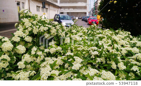 An elephant-like flower in the city. 53947118