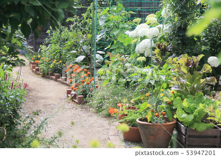 初夏的Potage 53947201