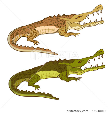 Crocodile green and brown. Vector cartoon image isolated Crocodile green and brown. Vector cartoon image isolated 53948015