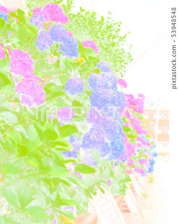 五顏六色的八仙花屬繡球花6月 53948548