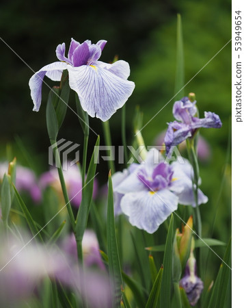 Flower shovel 53949654