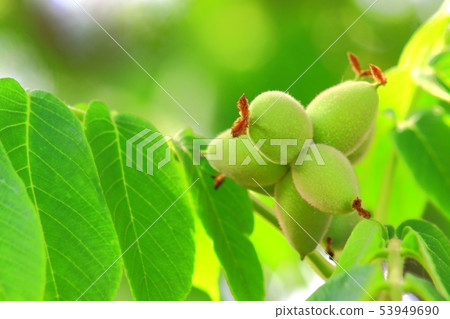 Japanese walnut fruit 53949690