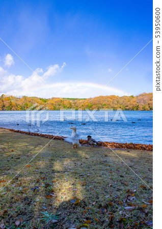 Lake and Rainbow and Birds 13 53950600
