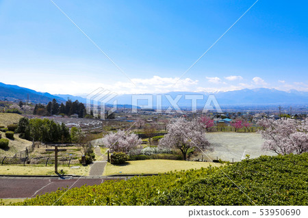 [山梨縣]十勝公園的春天景色 53950690
