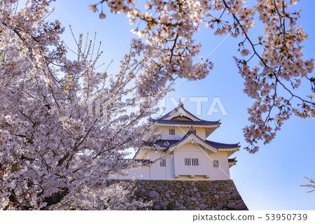 [Yamanashi Prefecture] National Historic Site-Kofu Castle Inaridon and cherry blossoms in full bloom 53950739