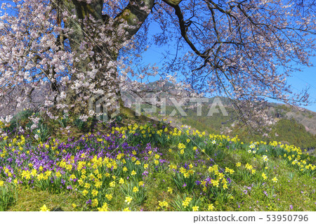 [Yamanashi Prefecture Amagasaki City] Cherry blossoms at Wanizuka 53950796