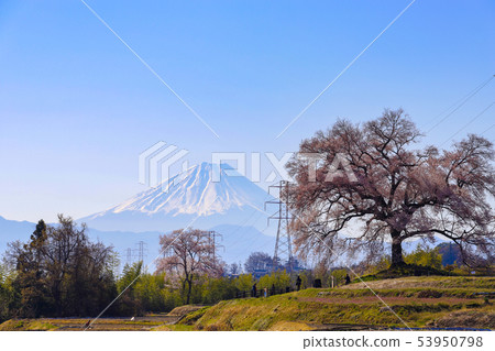 [Amagasaki City, Yamanashi Prefecture] Cherry blossoms and Mt. Fuji in Wakazuka 53950798