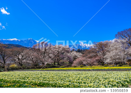 [山梨縣]春天的金雞寺和南阿爾卑斯山 53950859