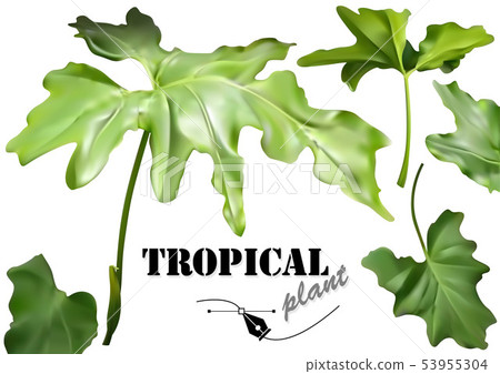 Green Tropical Leaves Set 53955304