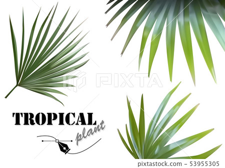 Tropical Palm Leaves Set Tropical Palm Leaves Set 53955305