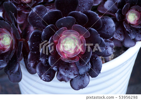 Aeonium Spring Black Lawyer 53956298