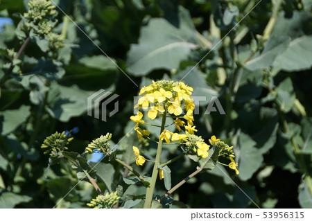 Oil vegetable Brassica flower words "small happiness" 53956315