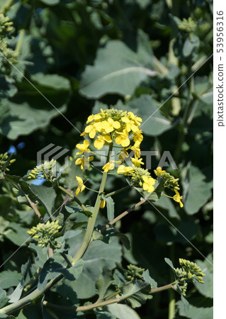Oil vegetable Brassica flower words "small happiness" 53956316