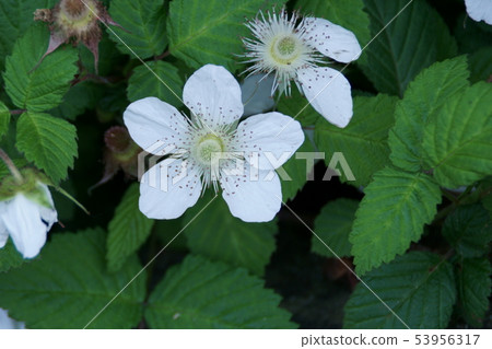 Kusaito Kusaito花語是“誘惑” 53956317