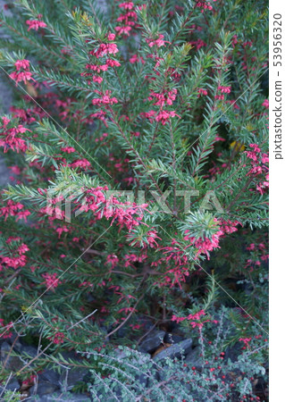 Grevillea侏儒舞者花語“等你” Grevillea侏儒舞者花語“等你” 53956320