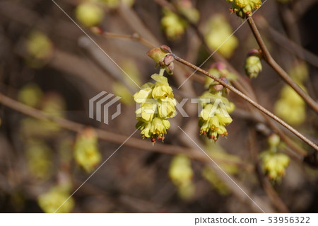 Tosa Mizuki Trisami花語是“優雅” 53956322