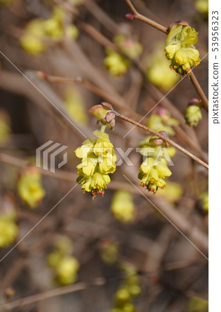 Tosa Mizuki Trisami flower language is "elegance" Tosa Mizuki Trisami flower language is "elegance" 53956323