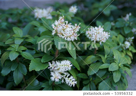Fuyuki Grass Hokkaido flower language is "good door" 53956332