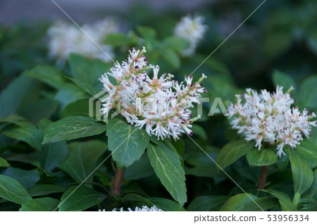 Fuyuki Grass Hokkaido flower language is "good door" 53956334