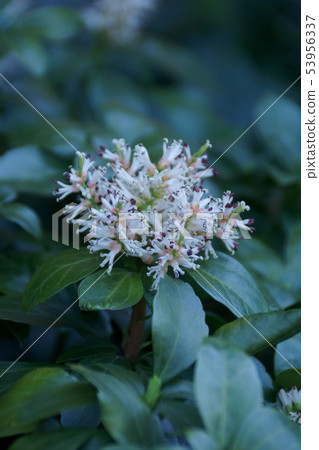 Fuyuki Grass Hokkaido flower language is "good door" Fuyuki Grass Hokkaido flower language is "good door" 53956337