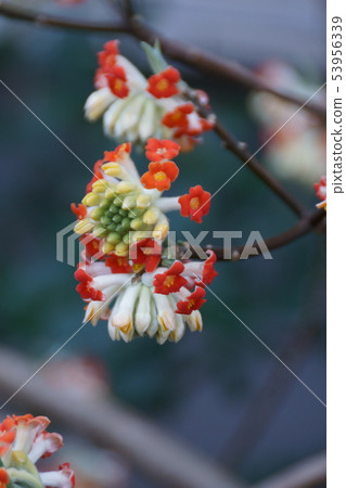 Akafu Sanzu Akabana Mitsumata花語是“永恆的愛” Akafu Sanzu Akabana Mitsumata花語是“永恆的愛” 53956339