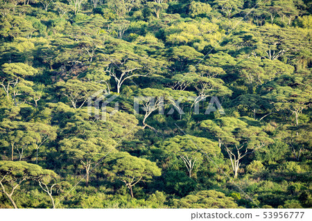 Forest in lake Chamo, Arba Minch, Ethiopia 53956777